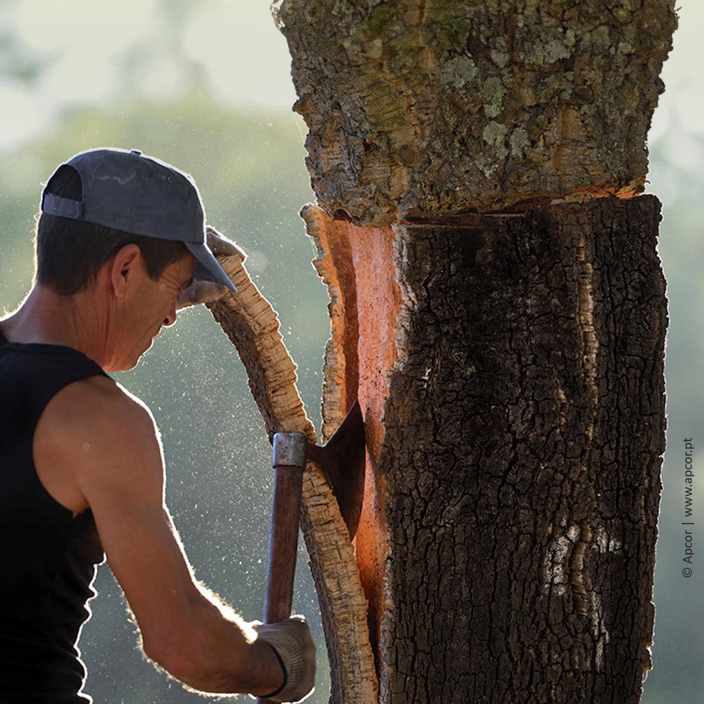 cork oak tree bark cut by professional descorticador to harvest cork
