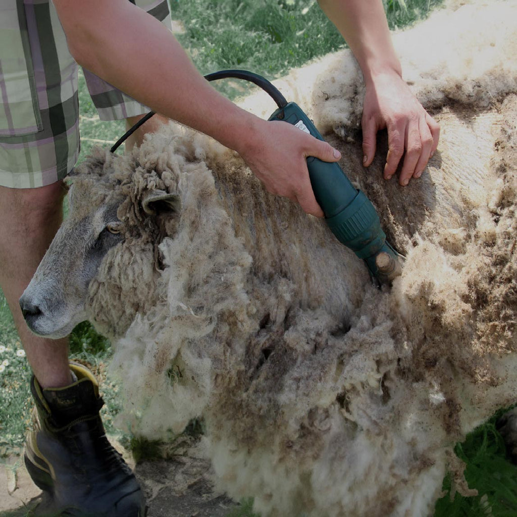 close up of a man sheering a sheep with an electric sheering device